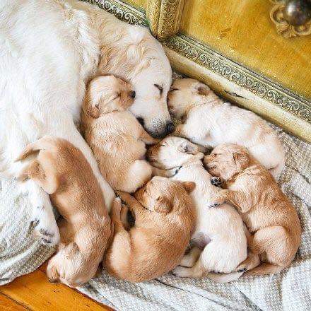 thehappydog_'s tweet image. Amazing 🥰