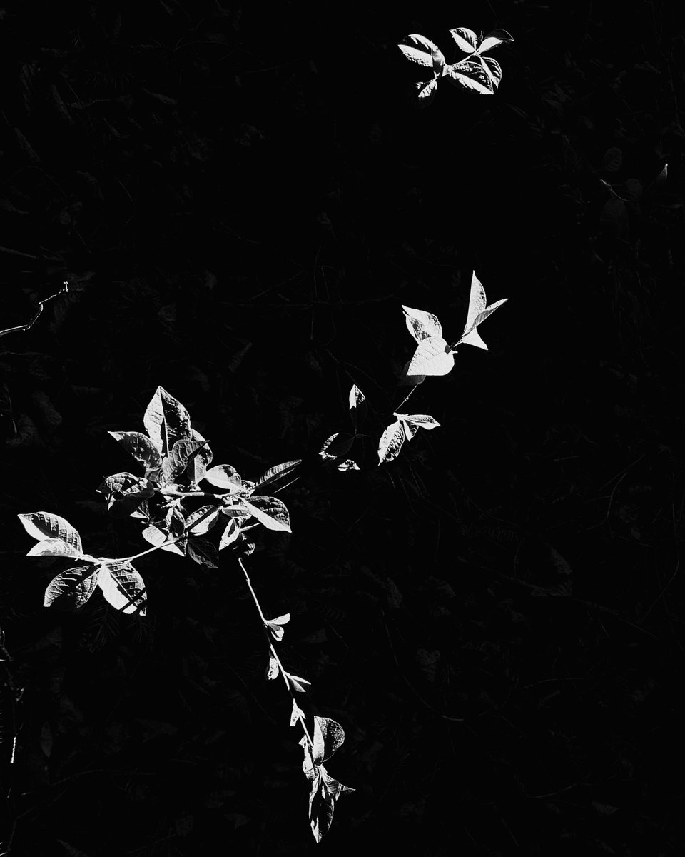 Strange_Trip's tweet photo. @Lightroom And morning walks with the sun on new leaves. https://t.co/59UCANU4bu