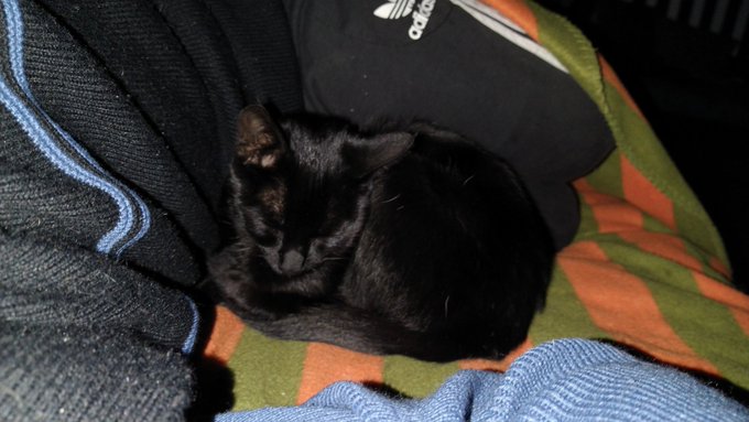 Literalmente estaba durmiendo en la pieza y quise q venga y la llame 2 veces y dejo de dormir donde estaba