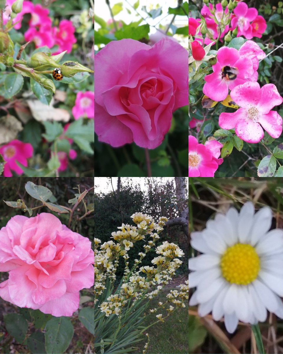 honour_kerry's tweet photo. Day 17 of #30DaysWild A few flowers from are back garden. https://t.co/kYp7xcaVES