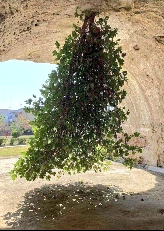 ilustrador's tweet photo. ¿ #SabiasQue el #Árbol invertido si existe ? 🙃🌳
Es una higuera y se encuentra en una caverna del Parque arqueológico de Baia.

#Viral #nature #FelizViernes #FelizDiaDelPadre #fotografia https://t.co/TqvJBjJZAP