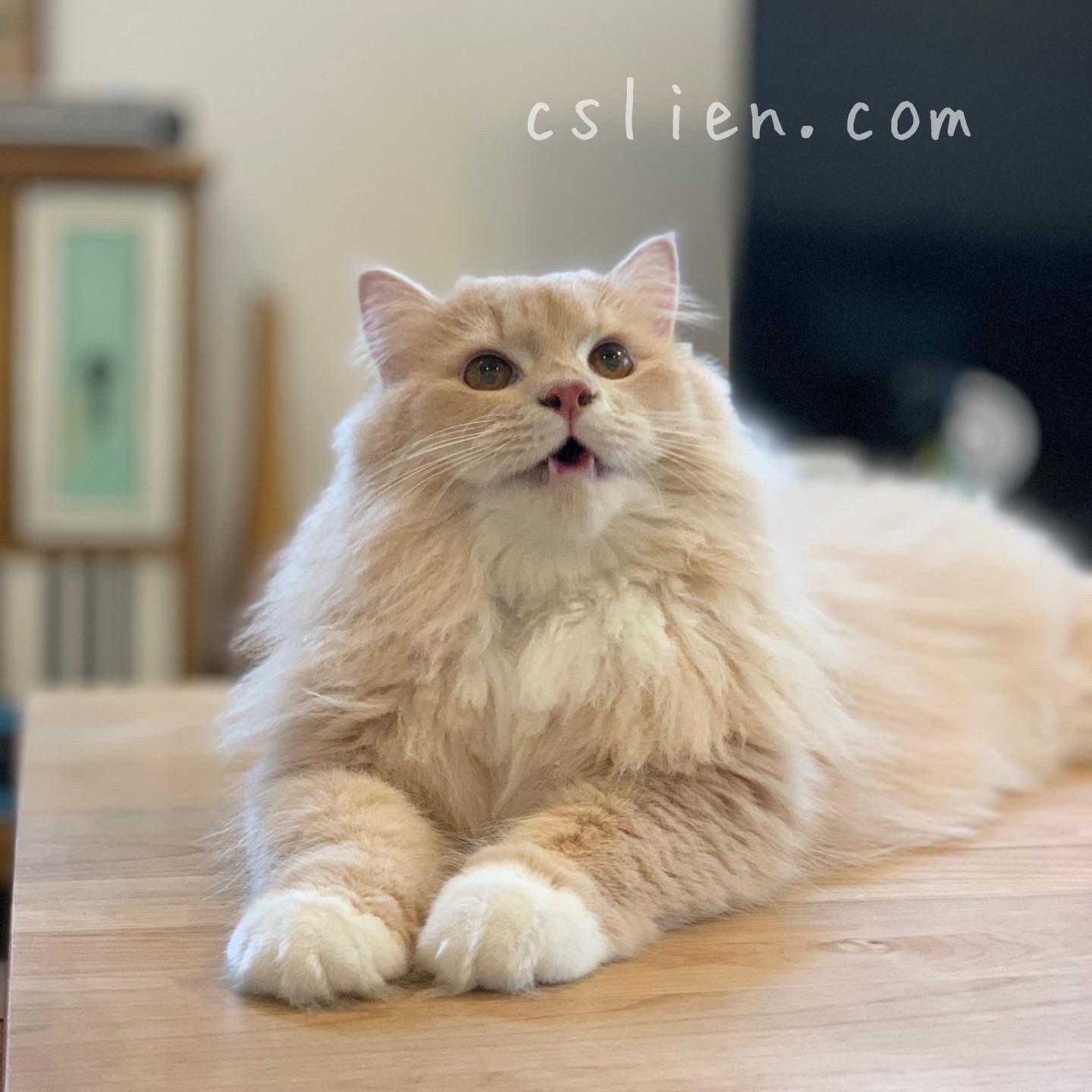 キャットシッターりあん 阿吽 お留守番猫さん チャムちゃん この間1歳になったよ 遊ぶの大好き お姉にゃんは隠れたよ ひたすら走る サイベリアン 猫 ペットシッター キャットシッター 江戸川区 江東区 墨田区 キャットシッターりあん キャットシッターりあん 阿吽 お留守番猫さん チャムちゃん この間1歳になったよ 遊ぶの大好き お姉にゃんは隠れたよ ひたすら走る サイベリアン 猫 ペットシッター キャットシッター 江戸川区 江東区 墨田区 キャットシッターりあん