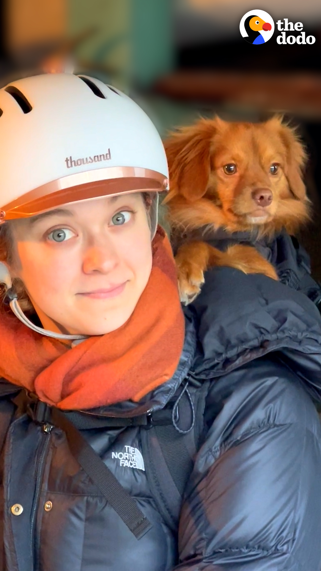 The Dodo On Twitter This Dog Was So Scared He Couldn T Move Now He