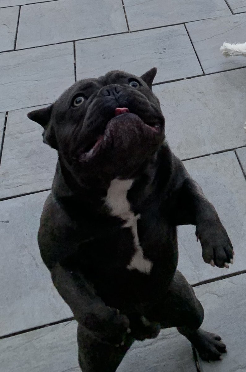 GemmaLorna's tweet photo. If my dog was in #LoveIsland I think #Ekinsu would wanna get to know him #loveislanduk #loveisland2022 #loveisland #typeonpaper https://t.co/7RgI1WFwWC