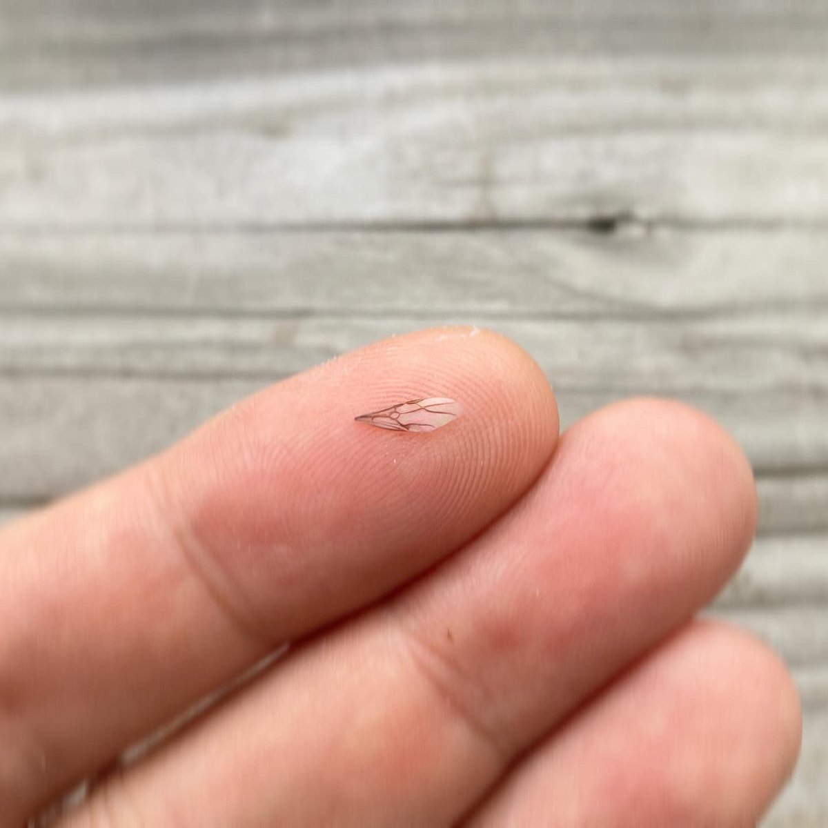 虫注意 ベランダで遭遇した女王アリの行動に胸打たれる人々 結婚飛行 切ないというか潔いというか Togetter
