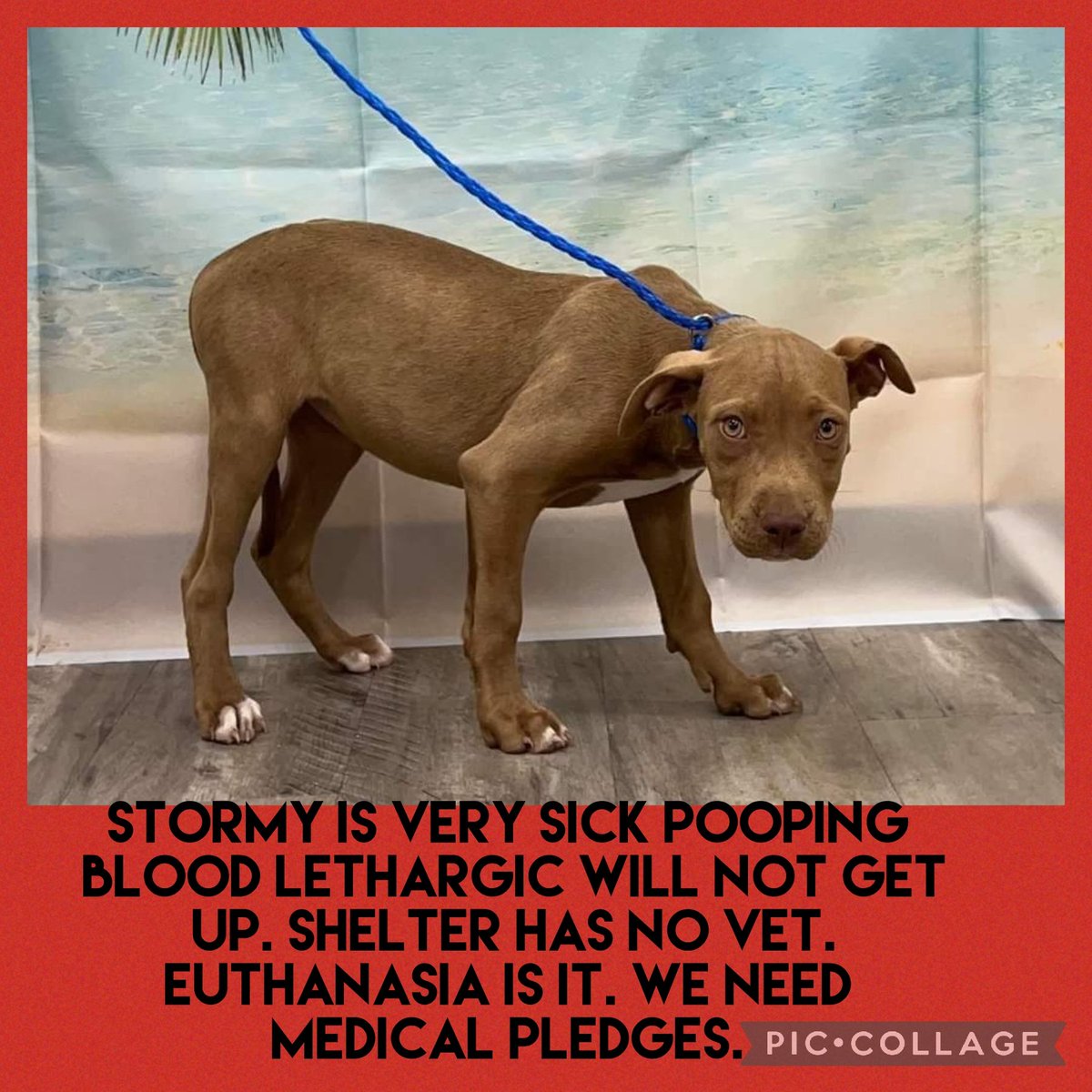 Stormy is lethargic pooping blood and will not get up. She is need of a vet.  Shelter has not vet. The only thing is to get a rescue or Euthanize.
Mt. Pleasant Tx 

STORMY
A50392215
Pit bull Mix 
4 months old
19 lbs
Male 
owner surrender
