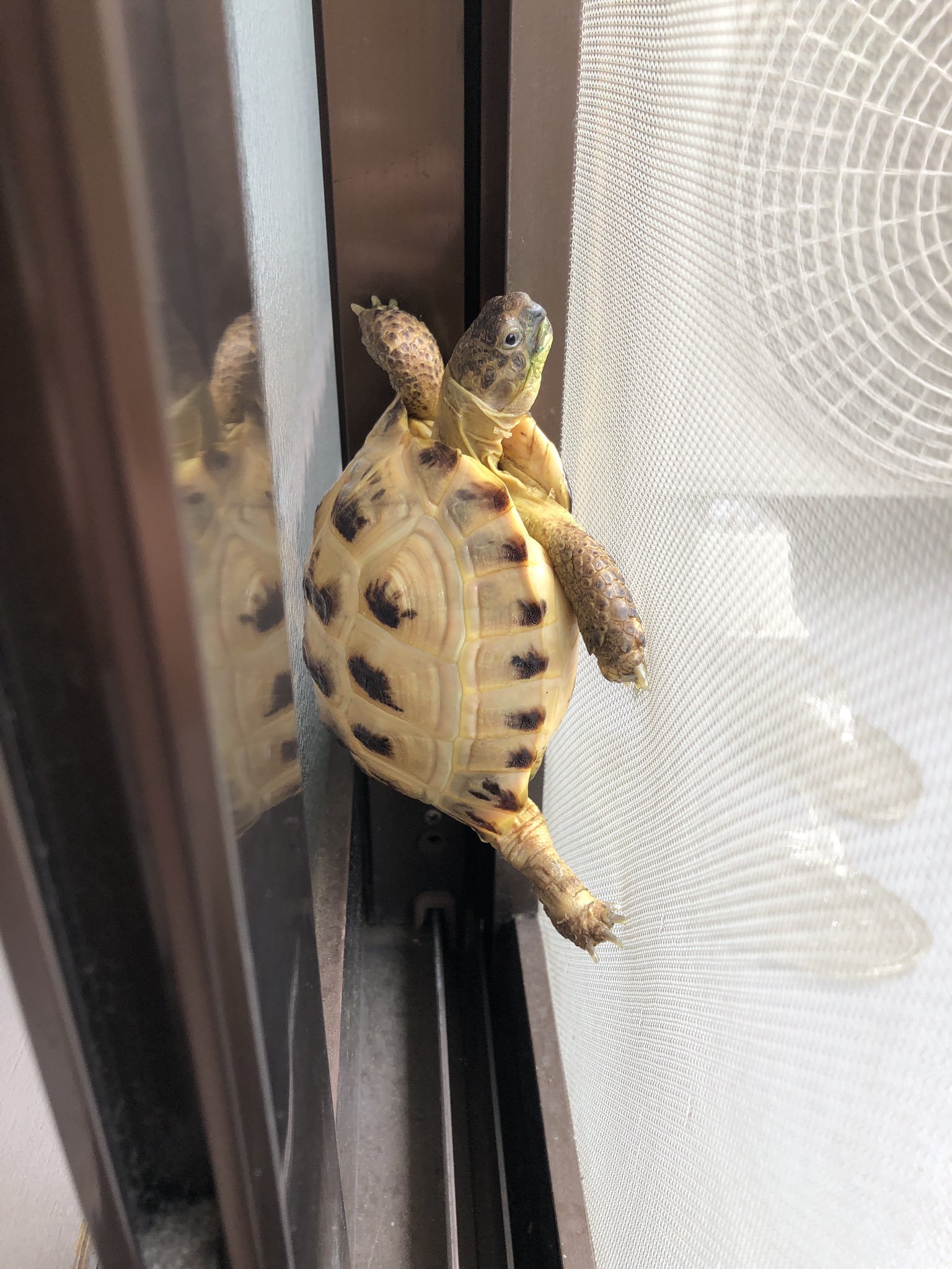 ホルス福丸 エサの人りょう Kakujuku Twitter