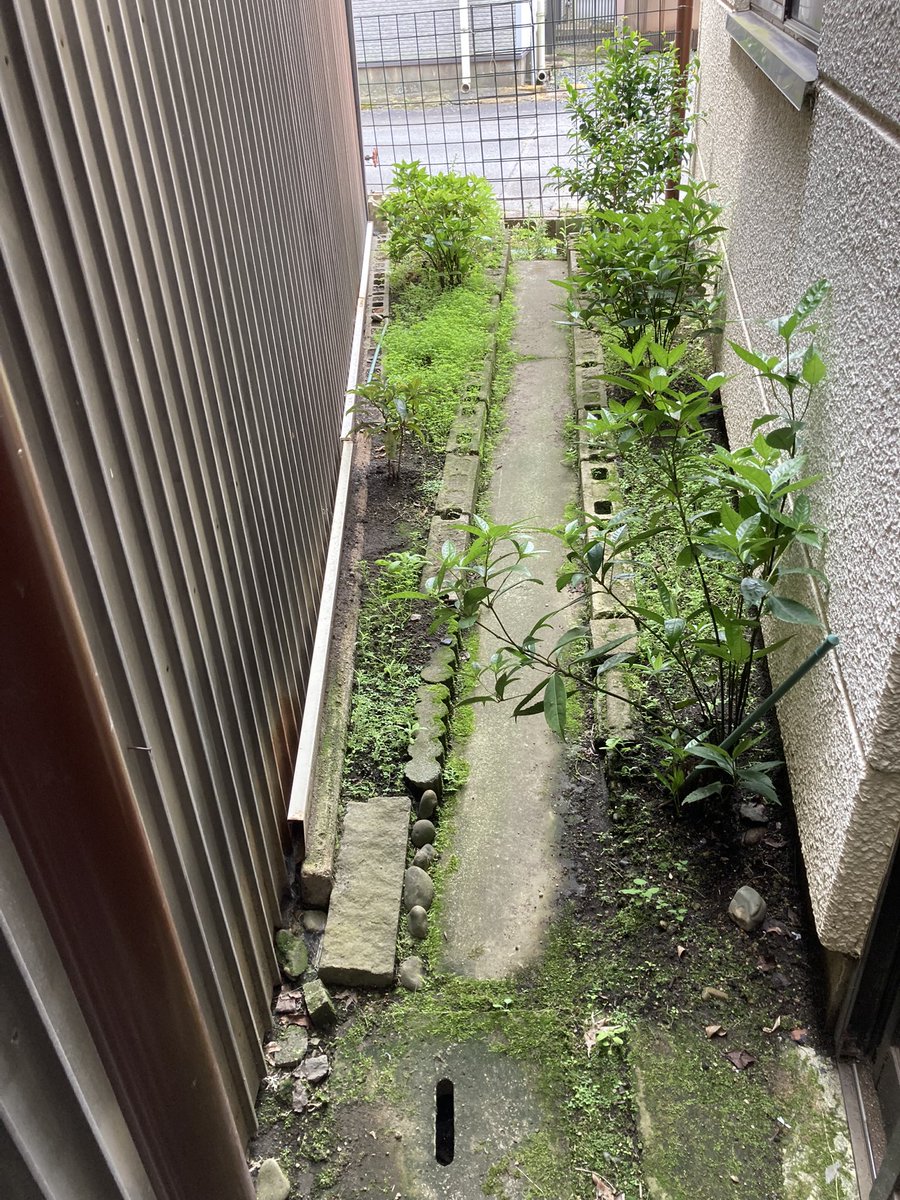 1972marcy's tweet photo. うちの雑草😭
困ったものです😅 https://t.co/0SlHzygxcg