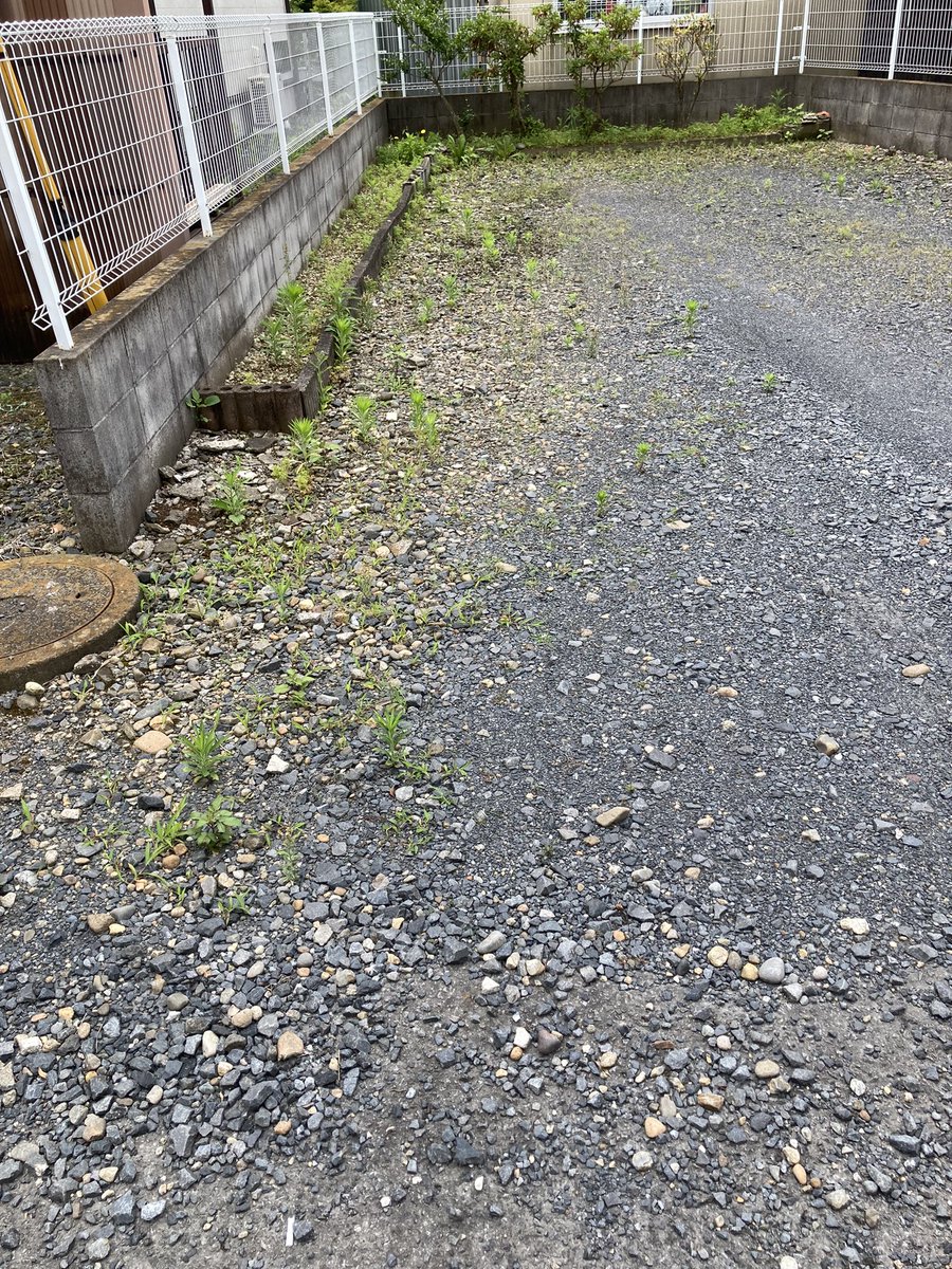 1972marcy's tweet photo. うちの雑草😭
困ったものです😅 https://t.co/0SlHzygxcg
