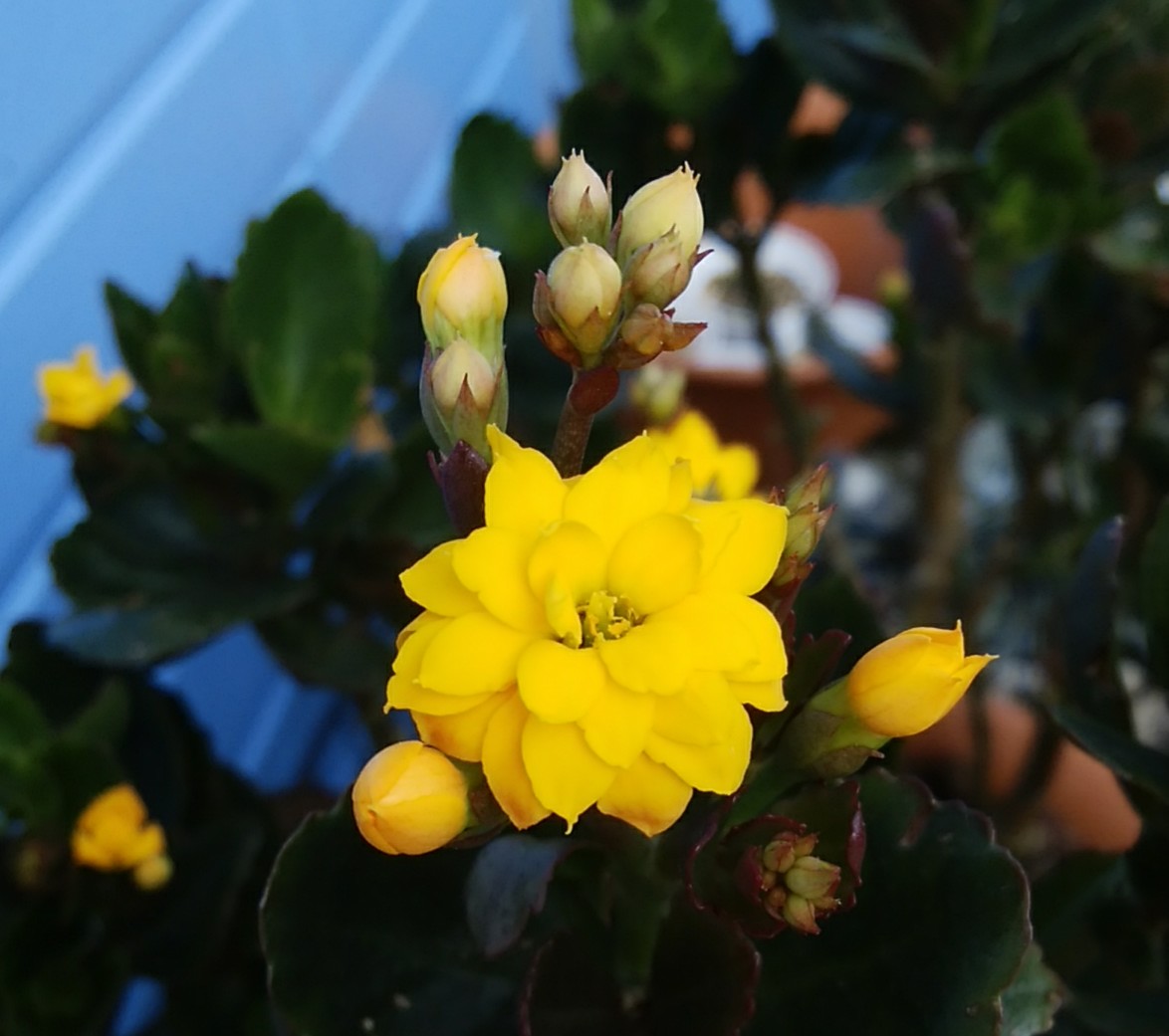 カランディーバ Twitter Search Twitter