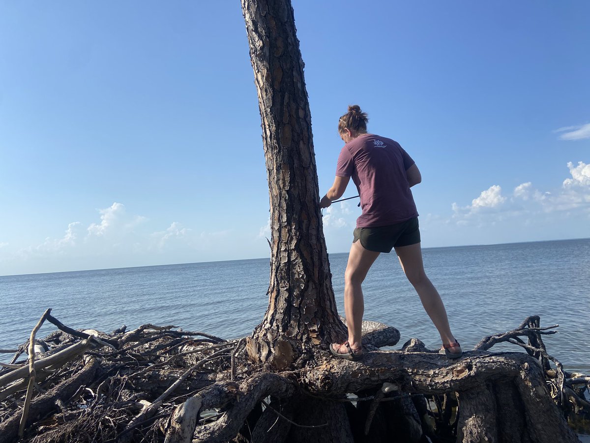 UACoREELab's tweet photo. Holy #backbarrier erosion! @prehistormic, @palmsarenttrees &amp; @DrEmilyAElliott (myself) cored these dead pines on the backside of #FortMorgan. Same tree @disealab class took pic w/last year, roots still on 🏝 Coring more to explore erosion rates, saltwater intrusion &amp; climate! https://t.co/dVwJocfplT