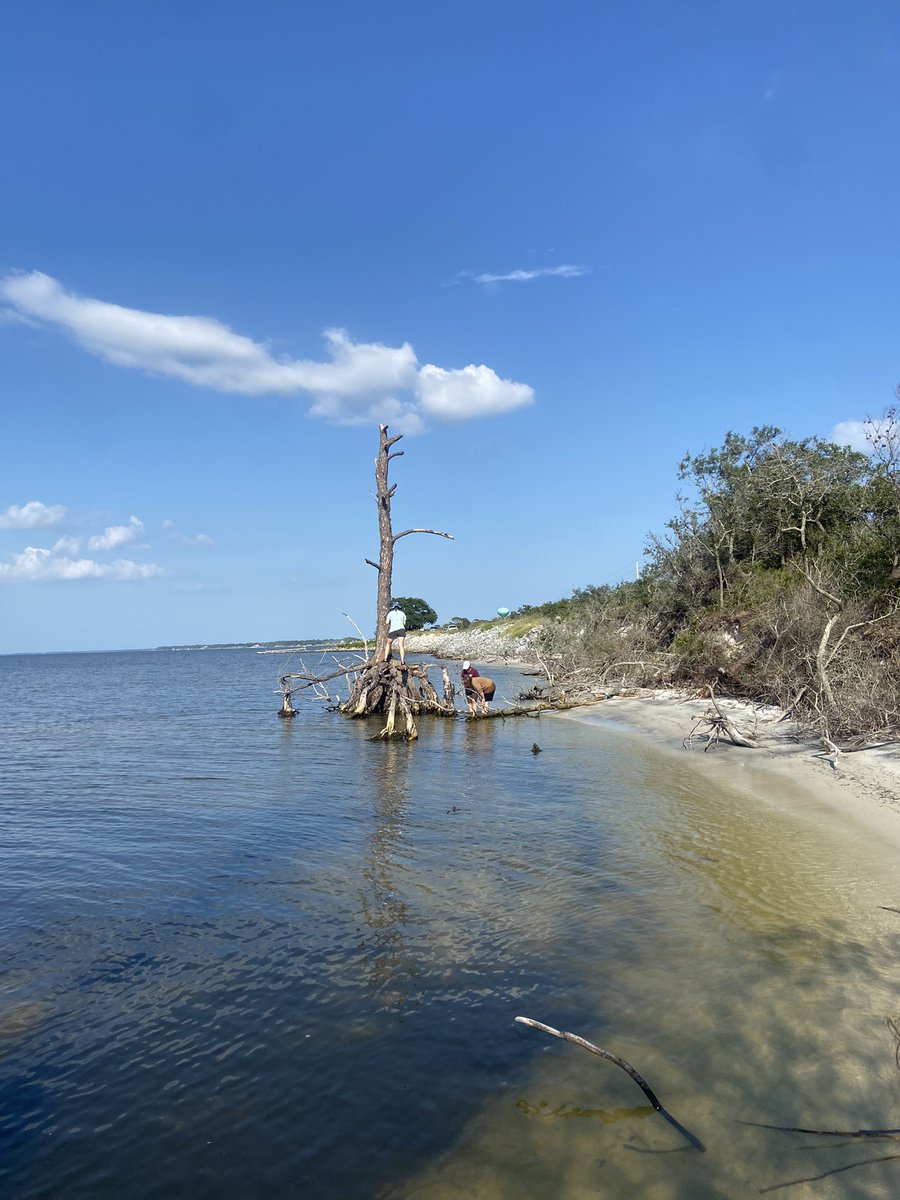 UACoREELab's tweet photo. Holy #backbarrier erosion! @prehistormic, @palmsarenttrees &amp; @DrEmilyAElliott (myself) cored these dead pines on the backside of #FortMorgan. Same tree @disealab class took pic w/last year, roots still on 🏝 Coring more to explore erosion rates, saltwater intrusion &amp; climate! https://t.co/dVwJocfplT