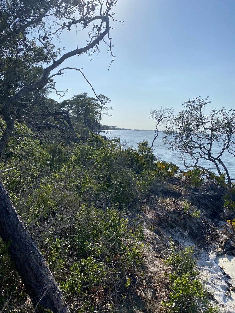 UACoREELab's tweet photo. Holy #backbarrier erosion! @prehistormic, @palmsarenttrees &amp; @DrEmilyAElliott (myself) cored these dead pines on the backside of #FortMorgan. Same tree @disealab class took pic w/last year, roots still on 🏝 Coring more to explore erosion rates, saltwater intrusion &amp; climate! https://t.co/dVwJocfplT