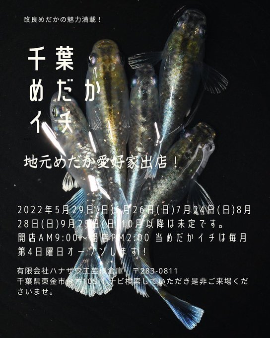 メダカ販売のtwitterイラスト検索結果