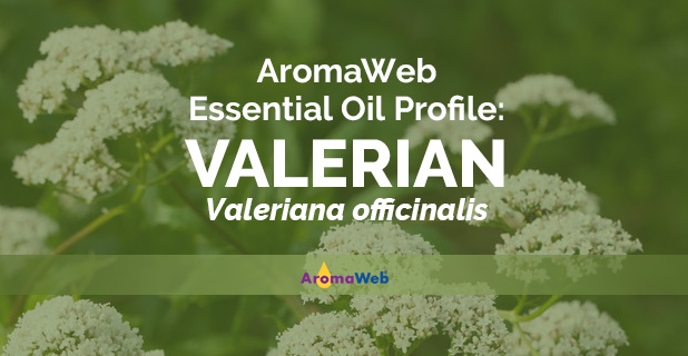 AromaWeb's tweet photo. Valerian is AromaWeb's Essential Oil Profile of the Day. Learn about its aroma, uses, and safety info by viewing the full profile on AromaWeb: https://t.co/vQ8h7wSKjd #aromatherapy #essentialoils #essentialoiltherapy https://t.co/6XkKiZjkJO