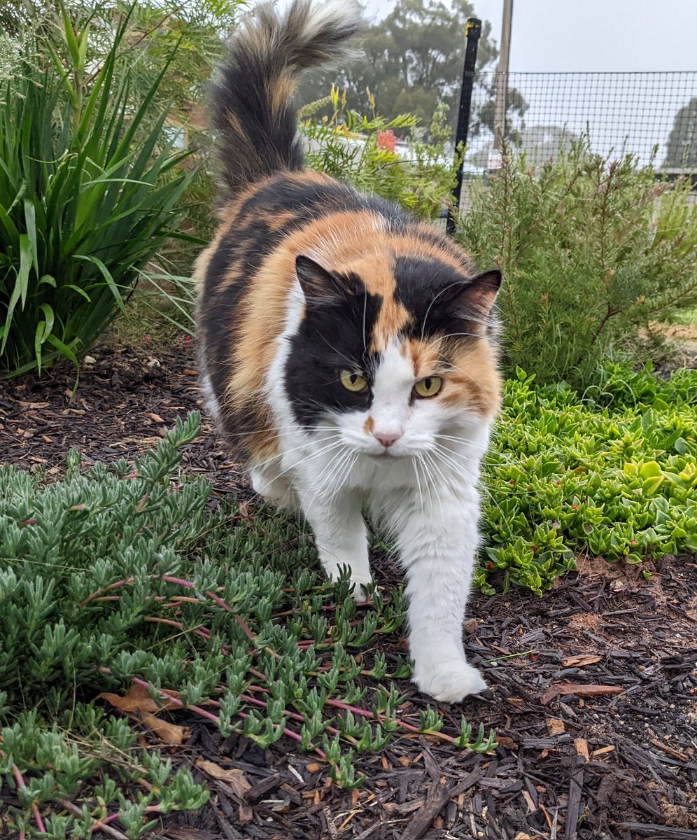 Foggy morning stroll in the front garden 🌿🌷😺✨ #CatsOfTwitter #garden