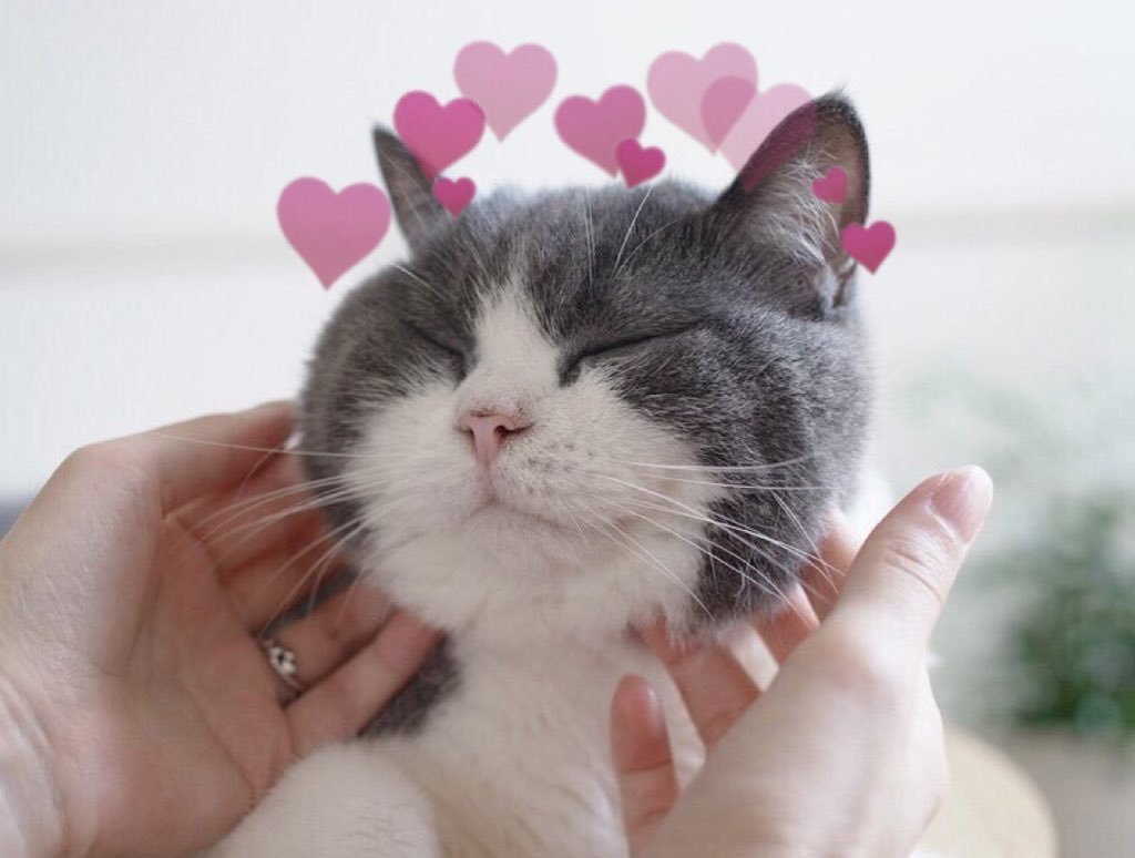 Щечки котиков