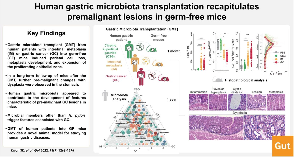 Gut_BMJ's tweet photo. Great #GUTAbstract on the paper "Human gastric microbiota transplantation recapitulates premalignant lesions in germ-free mice" via https://t.co/I1mhqpZNSE
Paper via https://t.co/24isseawZI
#Microbiome #PreMalignancy @emadelomar https://t.co/KHRaQMvZoi