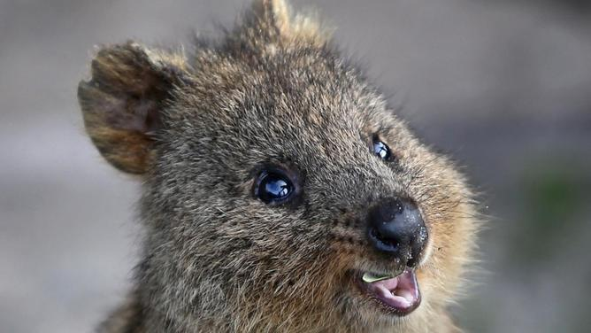 QuokkaRock's tweet photo. Hey yo!~ 
Welcome to "the quokkas"
Find your flo
You got it you know.
I'm not Bob Dylan
I wish I was
Follow the quokkas
Just because.....
🎸love Rob 💕
Founding #quokkarocker
https://t.co/Fhw4mTUuDr ..... thanks Bobs &amp; bless you both. https://t.co/mJBDxk5dyc