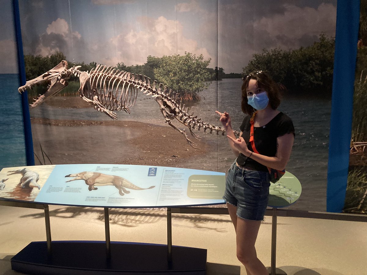 mayacroplastics's tweet photo. Maya in front of Maiacetus!! https://t.co/Suhi7h7kxX