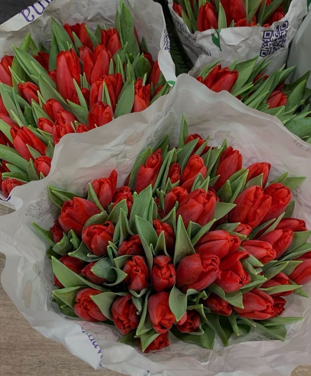 aestheticspost_'s tweet photo. red tulips https://t.co/v3MeRiKhCj