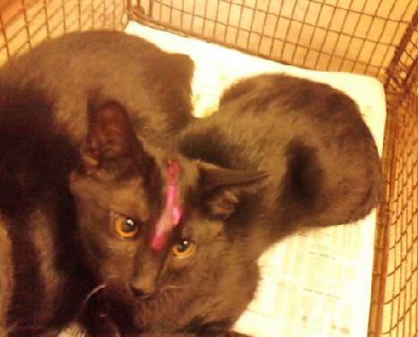 Bait kill kittens (see the paint?) NEVER GIVE ANIMALS AWAY FOR FREE!!!!!!