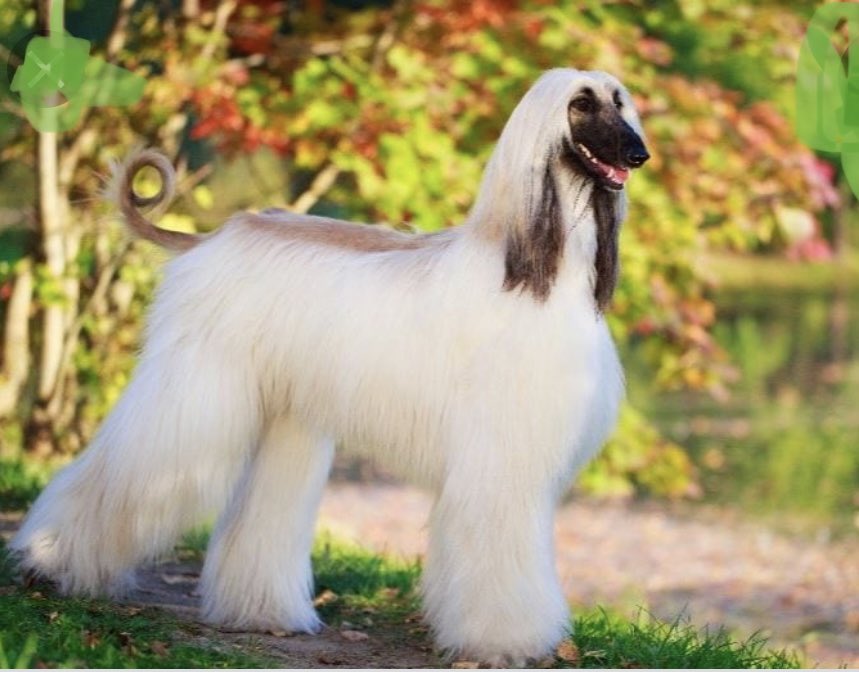 OfEntitled's tweet photo. I’m so annoyed. There’s a waitlist of up to two months for a golden-haired Tibetan mastiff puppy from China and I want it NOW. https://t.co/KbpJaG3u2z