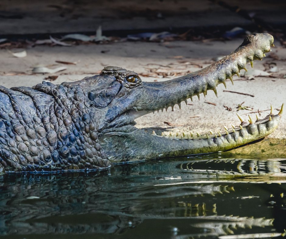 FresnoZoo's tweet photo. Happy #WorldCrocDay! Meet a crocodilian species you'll soon see in Kingdoms of Asia: the Sunda gharial! This aquatic life species lives in Malaysia and Indonesia - and will be greeting you in Kingdoms of Asia in February 2023! #KingdomsofAsia #FresnoChaffeeZoo https://t.co/YYO3K5Rws9
