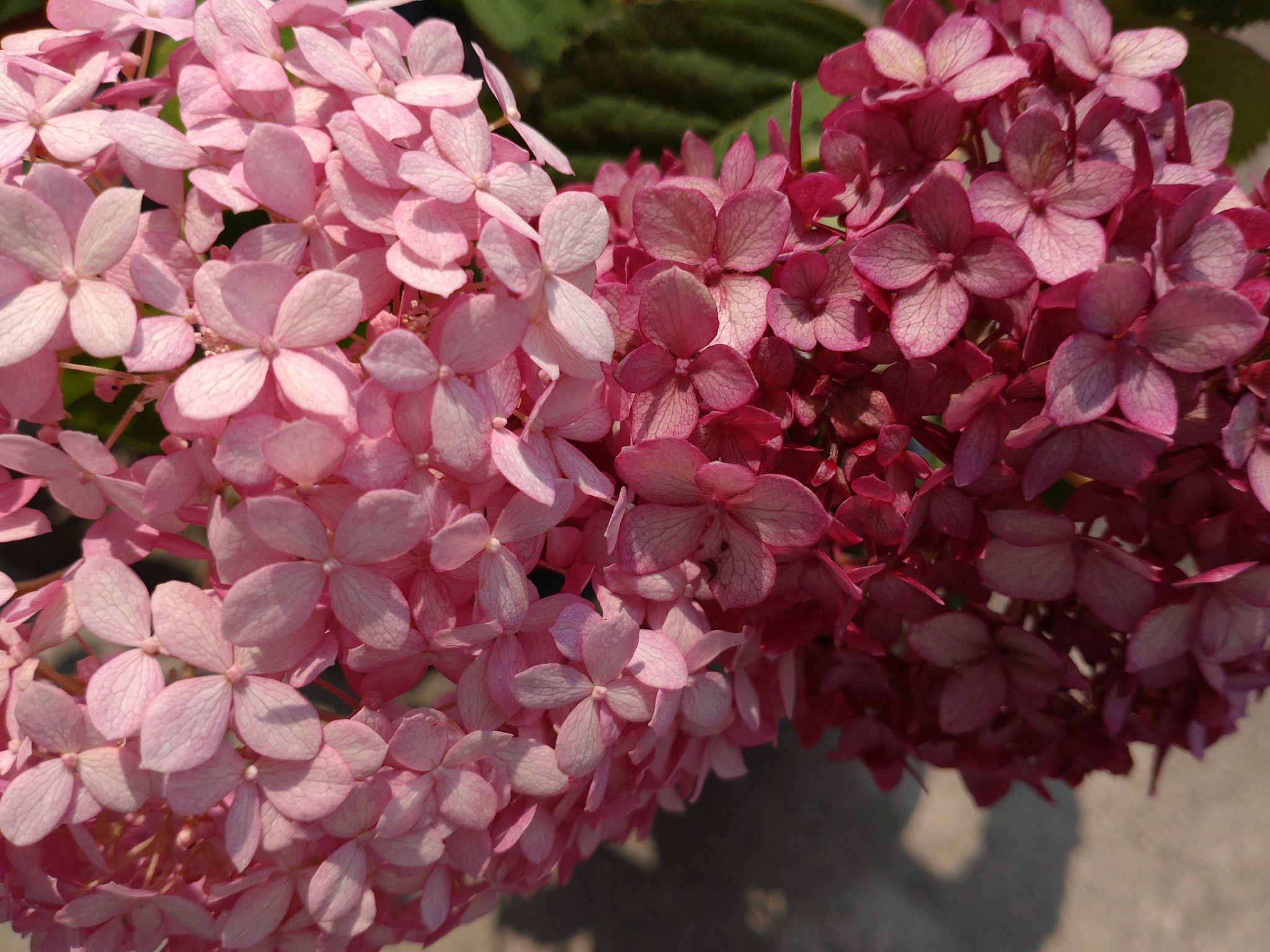 梅雨時期の花 Twitter Search Twitter