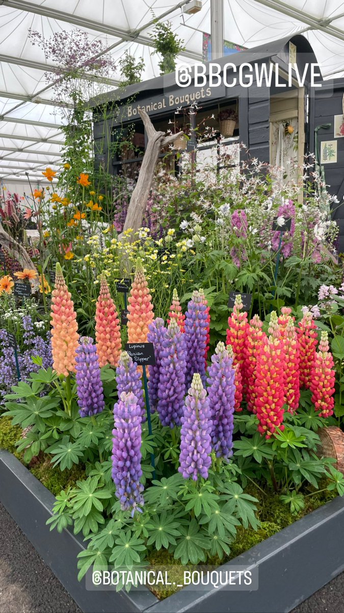 Nicki_Chapman's tweet photo. Thanks to everyone who came to the @GWandShows @thenec @BBCGWLive theatre today
Brilliant talks from #FrancesTophill #MontyDon & #JoeSwift 💚🎋🌸🌼🌳
If you’re joining us tomorrow (with less heat🤣) look forward to seeing you x https://t.co/mDfkdoZ3il