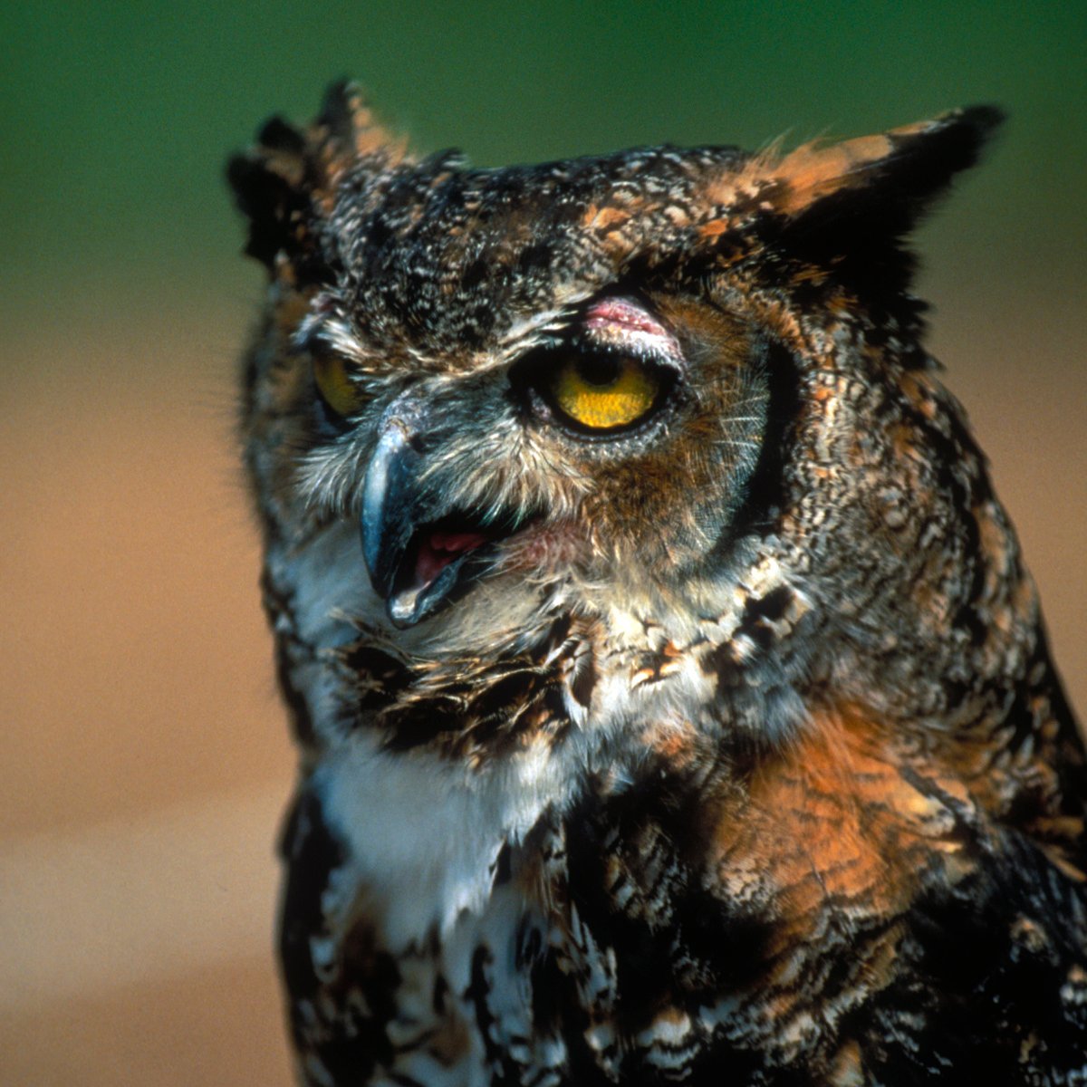 TPWDnews's tweet photo. We may roll our eyes at your Dad jokes, but you know we're owl ears❤️

Happy #FathersDay https://t.co/4B4SKo9jjx