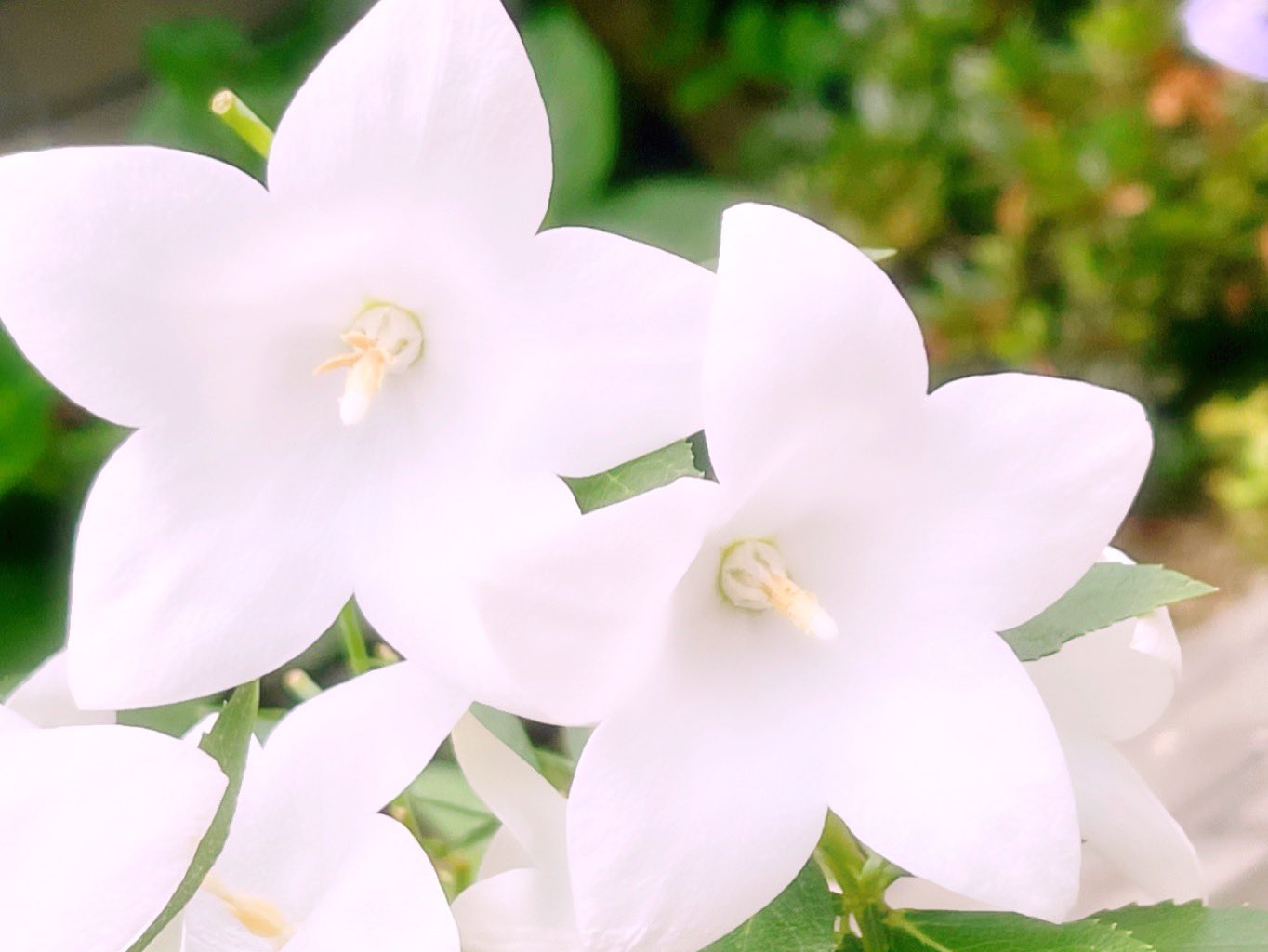 ✿ ‎SHIORI✿* 不定期です(* ᴗ͈ˬᴗ͈) on X: 