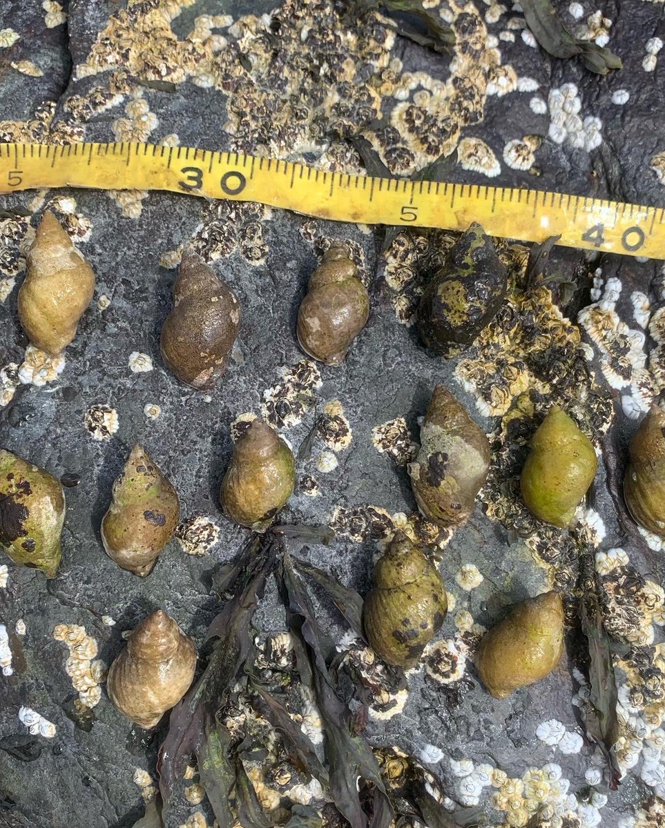 jebyrnes (he/him) tweet media