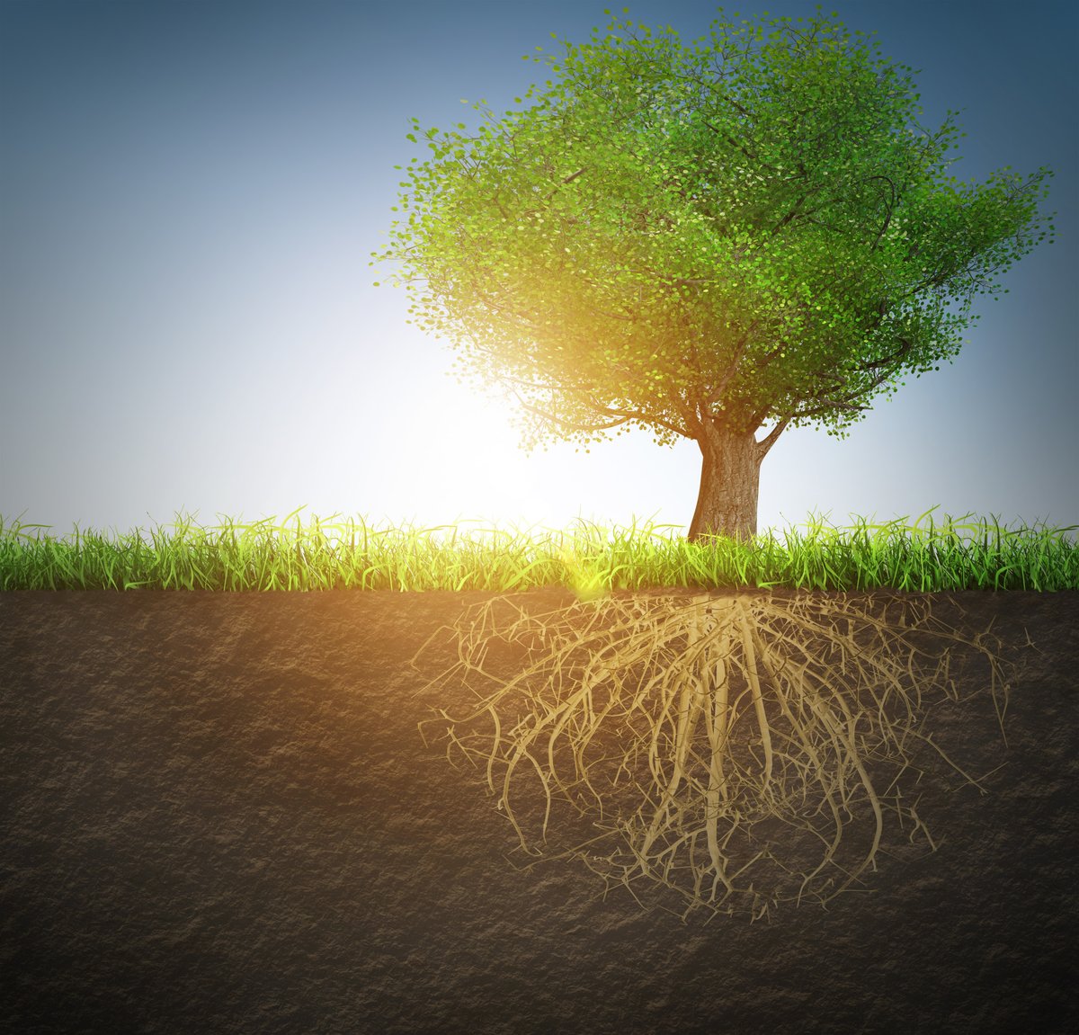 Tree Aaa AAA Tree Experts, Inc. (@aaatreeinc) / Posts / X