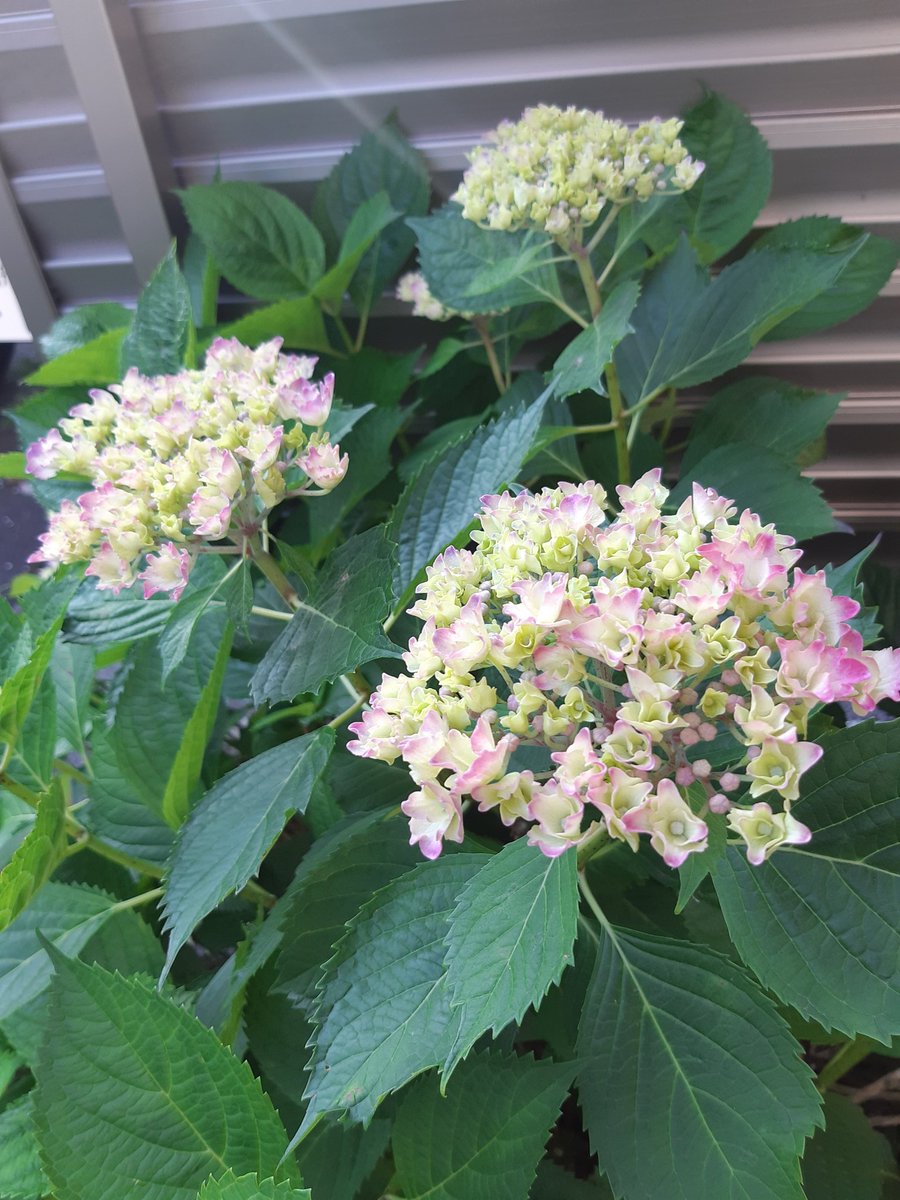 NJlVZyOEvNt8T5H's tweet photo. 飲み会の仲間の
グループLINE
みんなで
出掛けるみたい
楽しそう
息子は昨日は釣り🎣
前回は26kのマグロ
昨日は70センチの
ヒラメ釣って来てた
楽しみが有るって良いね
今日は久々に青空
紫陽花も
色づき初めてた🌸
また1日が始まる
さぁ今日も
頑張りますか
#チャン・グンソク
#同じ空の下
#Bloomig https://t.co/knvGdW0rOo