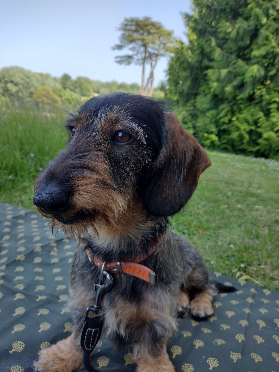 wadpol's tweet photo. Best time ever at @GrangeFestival Macbeth! #GrangeMacbeth #operadog #usuallyabaroquedog https://t.co/28XG5H9KZn
