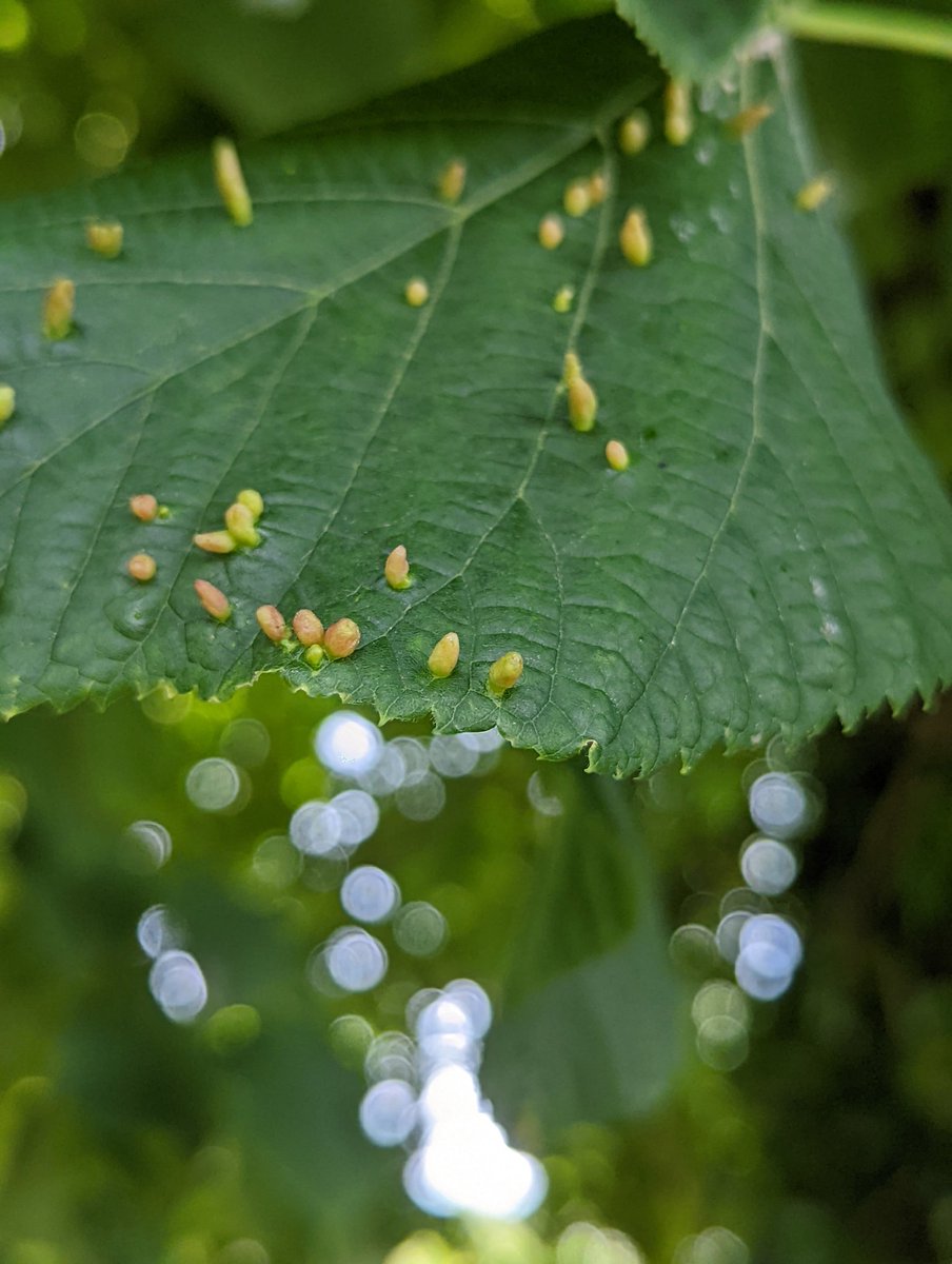 Louisa_Crispin's tweet photo. Day 17 #30dayswild
Any ideas?
Lime leaf with bumps
#30dayswild2022 #lime #tree #insectwatch #burwash
@WoodlandTrust @WildlifeTrusts @SussexWildlife https://t.co/JCOWZcRA37