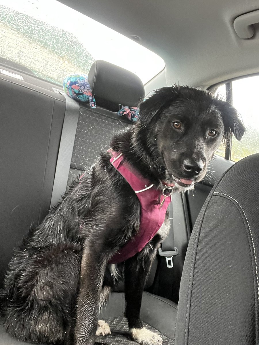 2StupidDog's tweet photo. I would say the dog park was a success 😅 https://t.co/17LK2497mb