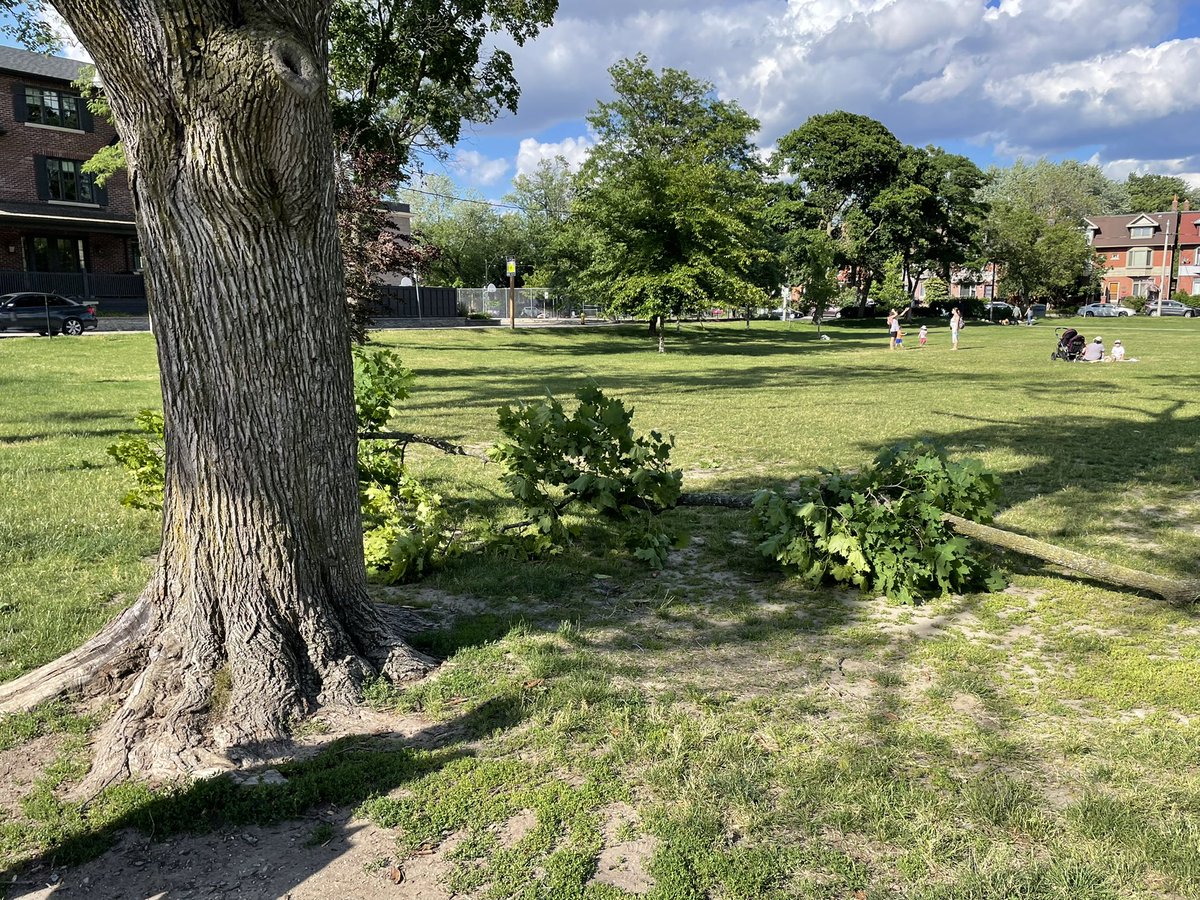 _isabelfoo's tweet photo. @311 a large tree branch fell, narrowly missing a child and his grandfather. Northwest corner of Withrow park, next to the enclosed playground gate entrance https://t.co/txYWJSJtuc