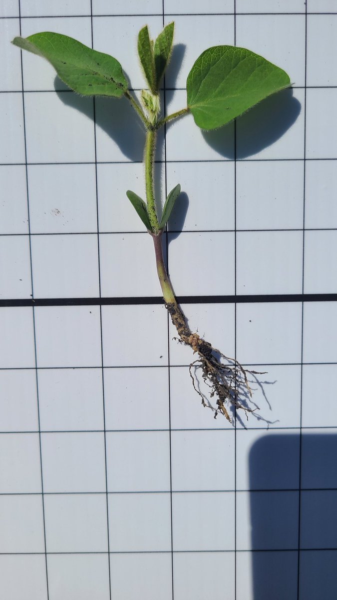brentonbelos's tweet photo. Soybeans Seeded May 25th nodulating at the Unifoliate stage.
#LALFIX @LallemandPlant https://t.co/F2e15RszGy