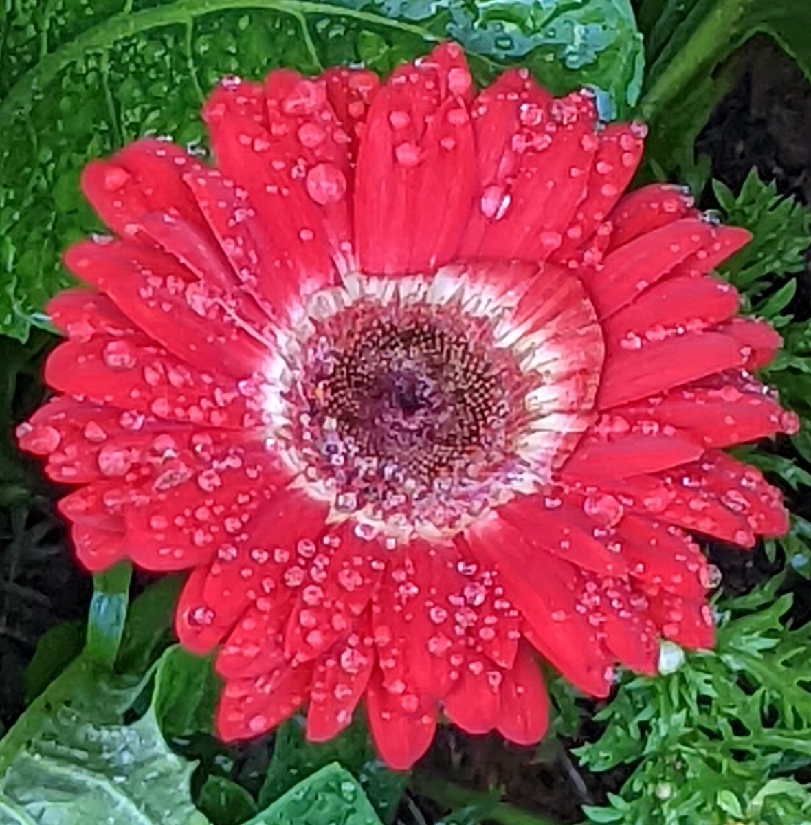 realposhpenguin's tweet photo. I call this one my #Polish flag daisy🇵🇱❤️😎
#PolishFlag
#Flowers #FlowersOnFriday #FlowerPhotography https://t.co/TcIKPh8pGz
