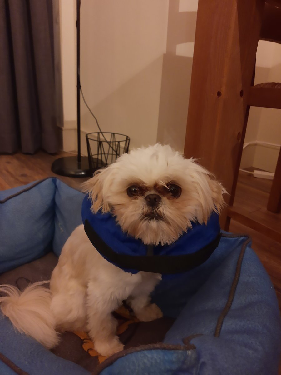 bmrocean's tweet photo. Donut 🍩 dog 🐶 recovering slowly #damnhumans https://t.co/wCxcCgy819