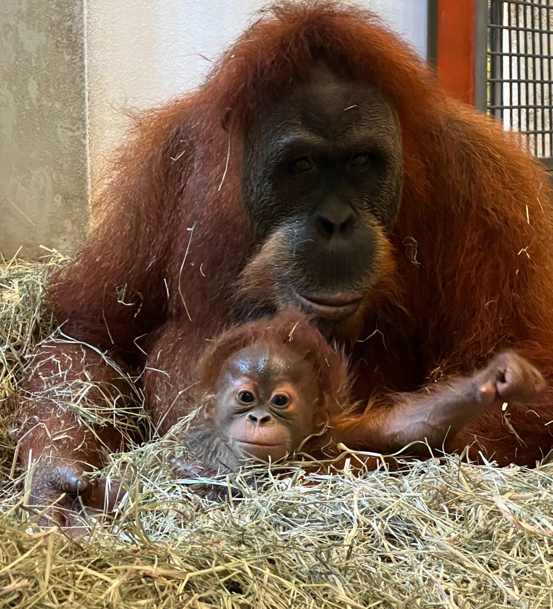 OrangsDaily's tweet photo. Baby Roux and his mother Menari bonding after being reintroduced as Roux had to be hand reared for the first few months of his life

📸Audubon Zoo https://t.co/jYrv296UXq