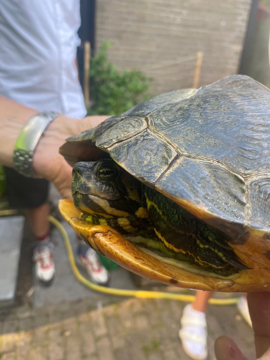DierenAmsterdam's tweet photo. Het lijkt koek en ei met deze #geelwang schildpad, inmiddels weten wij dat het schijn is voor in het wild levende schildpadden en dat zij elk jaar interen op hun gezondheid. Deze is in #Noorderpark gevonden. Via ome Rob in Zwanenburg @112animal naar https://t.co/JbYpd7Cy3F https://t.co/NA0ndB7A1V