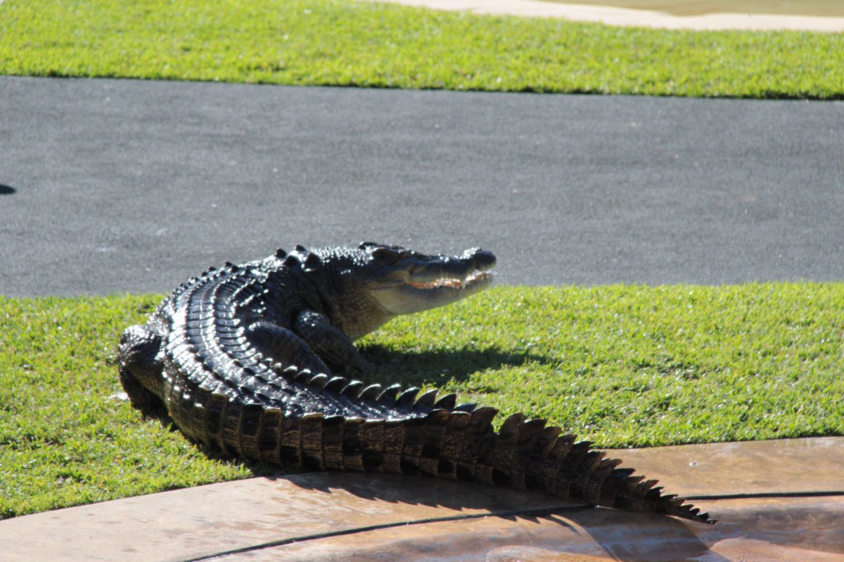 EmmyPerryXO's tweet photo. Couldn’t be more happy to be in Australia with @RobertIrwin @TerriIrwin @BindiIrwin @chandlerpowell9 @LukeReavley to see what they do best on #WorldCrocDay ! #crocsrule 🐊💚 https://t.co/ls0zlXxjbi