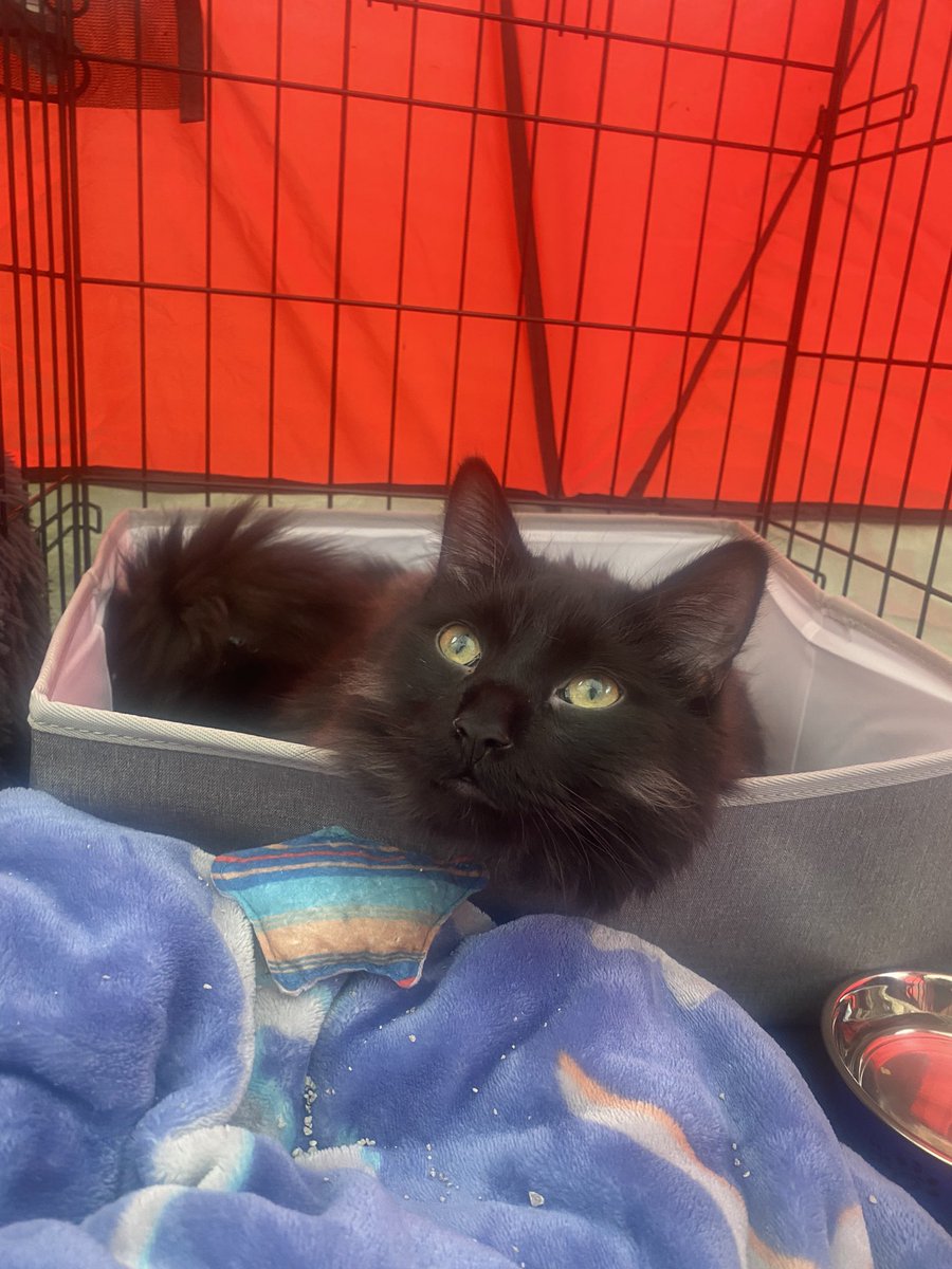 hensadventures's tweet photo. So far my favourite parts of camping are escaping my harness, and laying in my litter box. https://t.co/xGmD4ZhmND