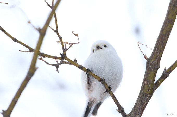 ぼく シマエナガ S Recent Tweets 2 Whotwi Graphical Twitter Analysis