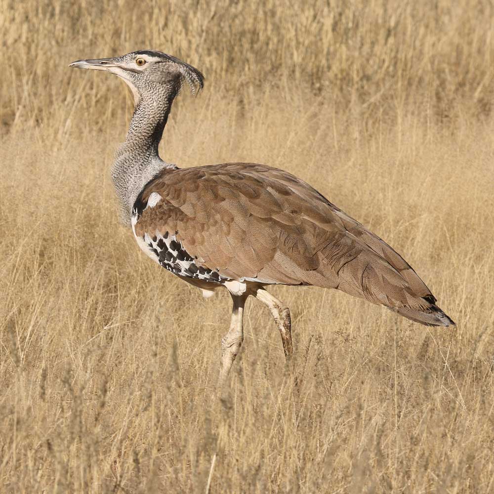 Did you know...

The heaviest bird in the air is the Kori Bustard, from East and South Africa. It weighs about 31 lb. (14 kg.), with the largest on recorded being 40 lb. (18 kg.). Because it is such hard work to fly, it flies only in emergencies and for only short distances.