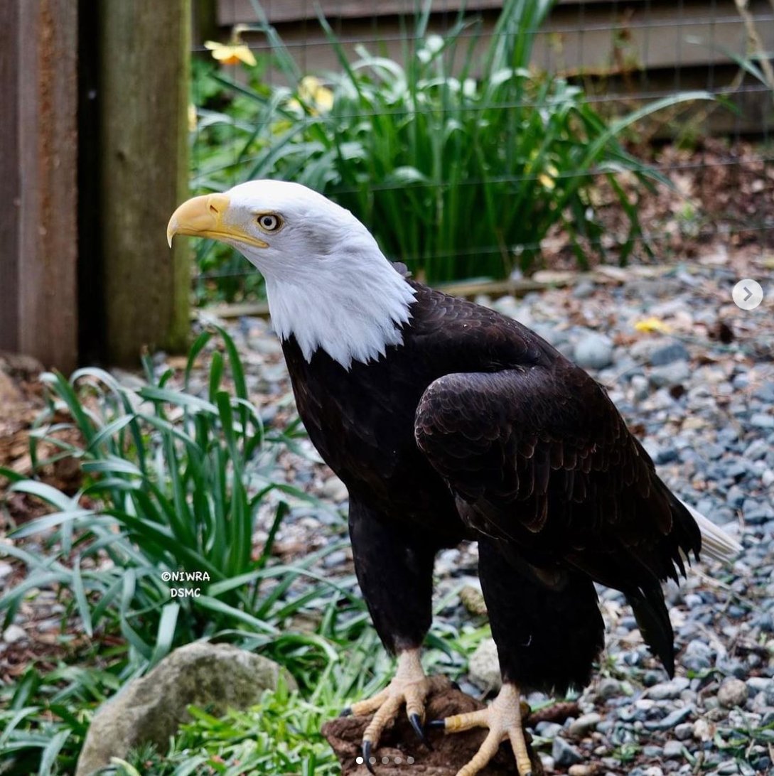 Happy Father's day weekend! Looking for something fun to do this weekend? Why not visit the North Island Wildlife Recovery Centre! The NIWRC is a non-profit, world-class rehabilitation facility for all types of animals, big and small!

📸 North Island Wildlife Recovery Centre