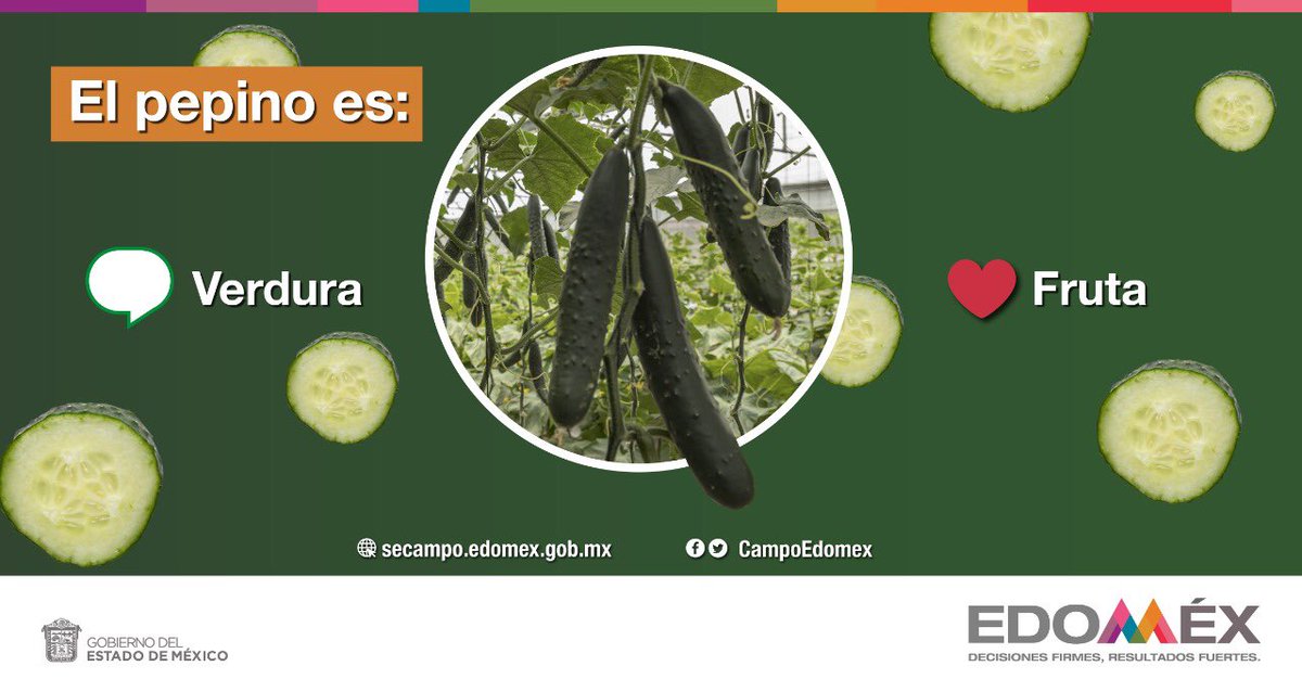 CampoEdomex's tweet photo. ¿Estás listo?💡| #TriviaDelCampoEdoméx.
¿El pepino es una fruta o verdura?
Dejános tus respuestas: Fruta❤️ o Verdura 📥
Los principales municipios productores de #Pepino del #Edoméx son: Tepetlixpa, Ozumba, Ixtapan de la Sal, Tonatico, Coatepec Harinas, Zumpahuacán y Malinalco. https://t.co/luwyi4H5er